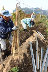 庄原・自然薯収穫①