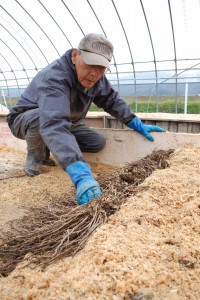 広島北部・アスパラガス伏せ